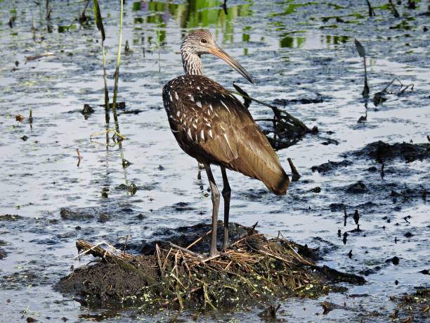 istock Limpkin (Aramus guarauna)  in the wetlands 1346748989