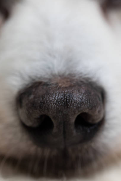istock white Dog Nose. Close up. 1346749595