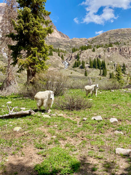 istock Mountain Goats in Chicago Basin located in Colorado 1346750493