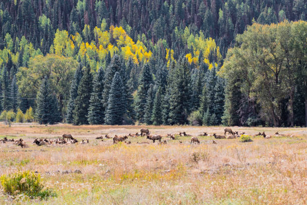 istock Elk in meadow in Telluride, Colorado 1346750501