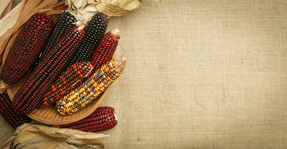 Decorative Indian corn on yuta fabric background. Multi Colored flint corn.