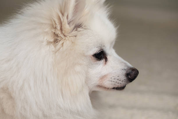 Side profile of a small white dog