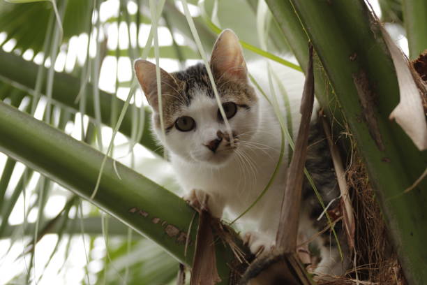 istock fluffy and furry white cat 1346753540
