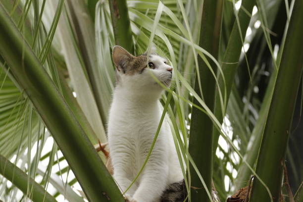 istock fluffy and furry white cat 1346753543