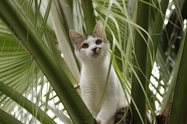 istock fluffy and furry white cat 1346753545