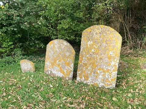 Three lichen covered Gravestones in a Churchyard