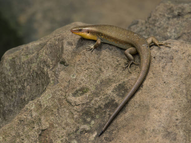 istock A skink posing on the rock 1346755182