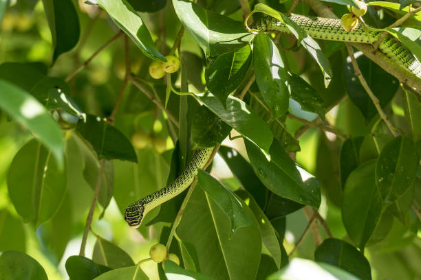 Vogel's Pit Viper Dangling From Branch
