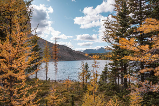 istock Pine forest and lake on autumn in national park 1346755301