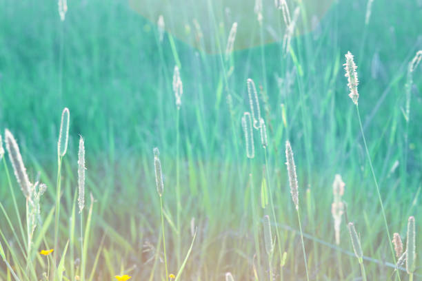 istock Meadow flowers in a blurred green background. Abstract blur backdrop. Free space for design 1346755631