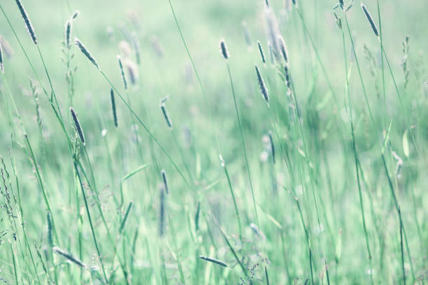 istock Meadow flowers in a blurred green background. Abstract blur backdrop. Free space for design 1346756179