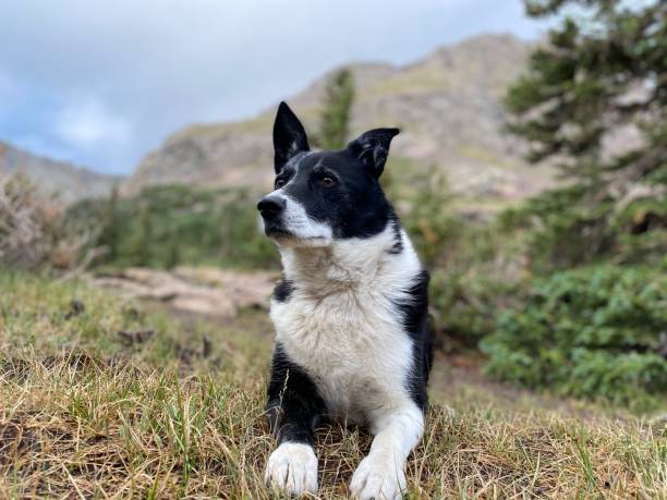istock Dog hiking in Colorado 1346756783