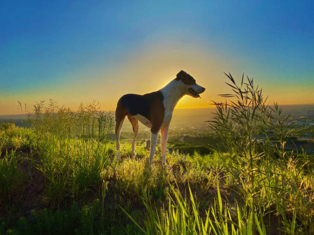 Dog silhouette in sunrise on a hike in Colorado Springs, Colorado