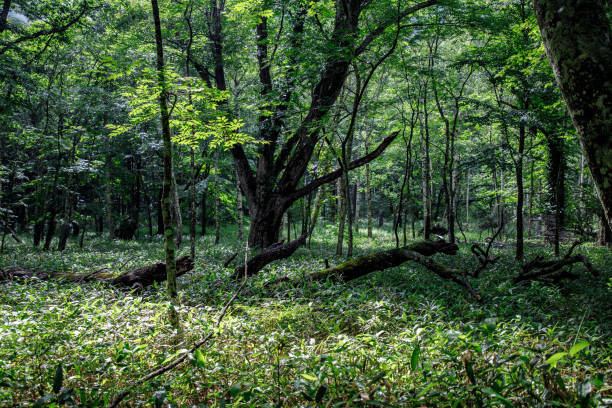 istock Lost in the middle of a green forest 1346756929