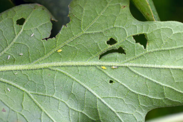 istock Eggplant also called aubergine or brinjal (Solanum melongena) damaged by leafhoppers Eupteryx atropunctata (larva visible).  White spots are where insects suck cell sap. 1346757695