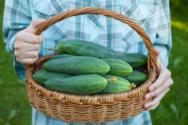 istock Women's hands hold cucumbers in a basket. Harvesting a fresh 1346758003