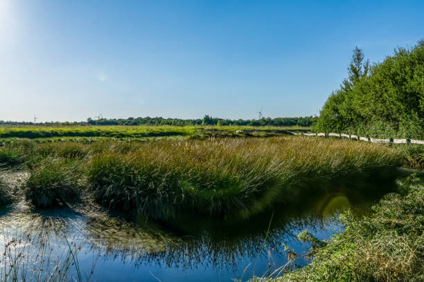 istock A moor area in the German nature. 1346758150