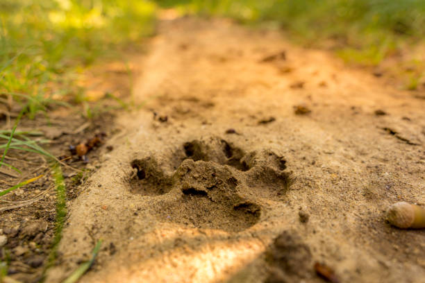istock Dog footprint in the sand 1346759244