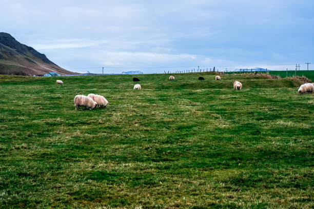 istock a meadow with sheep in Iceland 1346759291