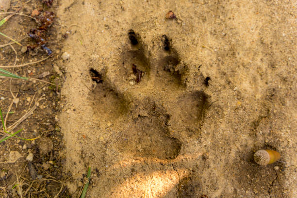 istock Dog footprint in the sand 1346760463