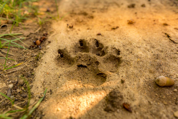 Dog footprint in the sand