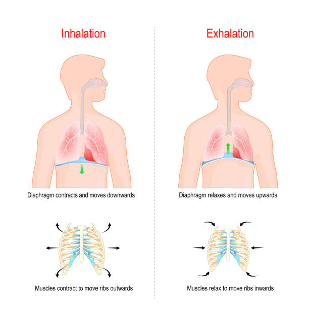 illustrations, cliparts, dessins animés et icônes de cycle de respiration, d’inspiration et d’expiration. - exhaler