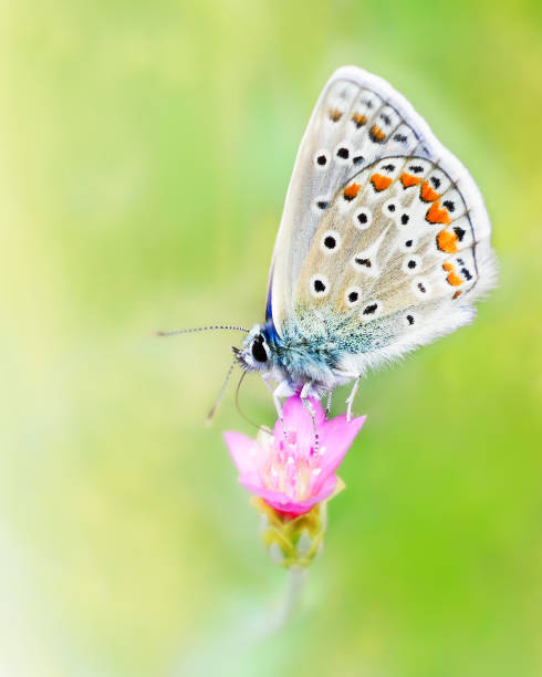 istock Beautiful butterfly on a pink  flower 1346761573