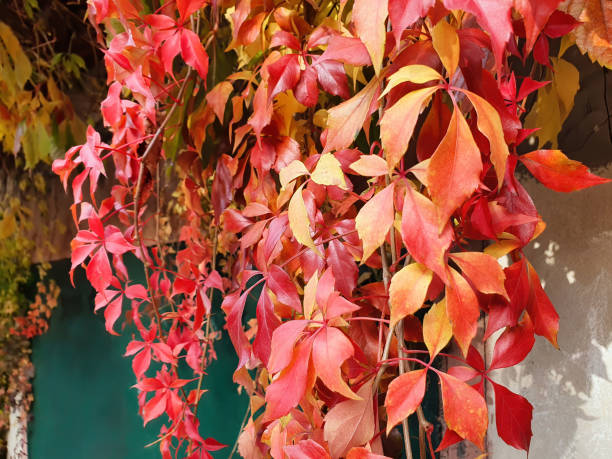 Red autumn leaves of Parthenocissus quinquefolia Close-up of red five-finger leaves of climbing plant - Parthenocissus quinquefolia known as Virginia creeper, Victoria creeper, Five-leaved ivy. Colorful autumn foliage natural background. parthenocissus stock pictures, royalty-free photos & images