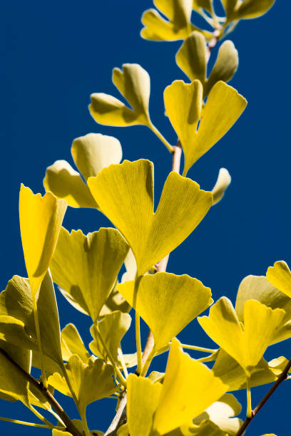 feuilles jaunes d’un arbre ginkgo biloba à l’automne. arbre à poil de jeune fille. ginkgophyta. ciel bleu en arrière-plan. - ginkgo ginkgo tree leaf nutritional supplement photos et images de collection