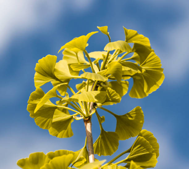 feuilles jaunes d’un arbre ginkgo biloba à l’automne. arbre à poil de jeune fille. ginkgophyta. ciel bleu en arrière-plan. - ginkgo ginkgo tree leaf nutritional supplement photos et images de collection