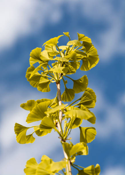 feuilles jaunes d’un arbre ginkgo biloba à l’automne. arbre à poil de jeune fille. ginkgophyta. ciel bleu en arrière-plan. - ginkgo ginkgo tree leaf nutritional supplement photos et images de collection