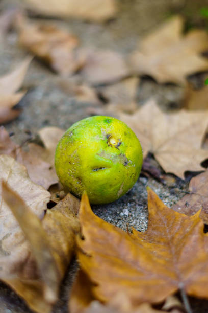 istock Orange fruit lying on the ground surrounded by dry leaves 1346767509