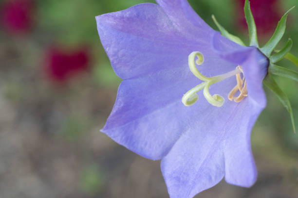 istock Purple Balloon Flower Blossom Macro 1346767967