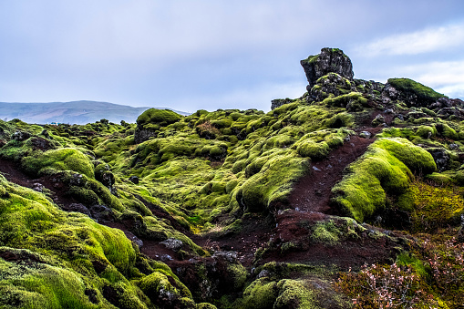 The vast area of Eldhraun, in Iceland, covered by woolly moss
