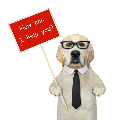 A dog labrador with a sign in his paw that says How can I help you. White background. Isolated.
