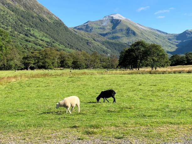 una vista delle highlands scozzesi vicino a ben nevis - ben nevis nevis ben loch foto e immagini stock