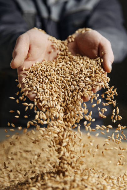 istock Man holding grains of malt in hands. 1346772171
