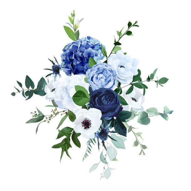 Classic blue, navy garden rose, white hydrangea flowers, anemone, thistle Classic blue, navy garden rose, white hydrangea flowers, anemone, thistle, eucalyptus, ranunculus vector design wedding bouquet. Eucalyptus, greenery. Floral watercolor style. Isolated and editable blue roses stock illustrations