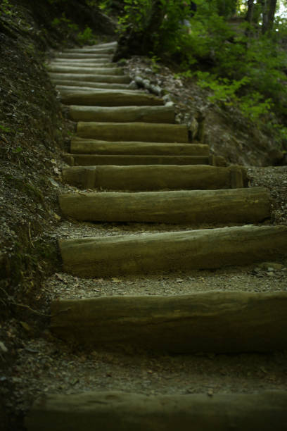 Wooden stairway in forest, vertical picture
