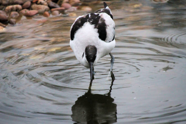 istock A close up of an Avocet 1346772686