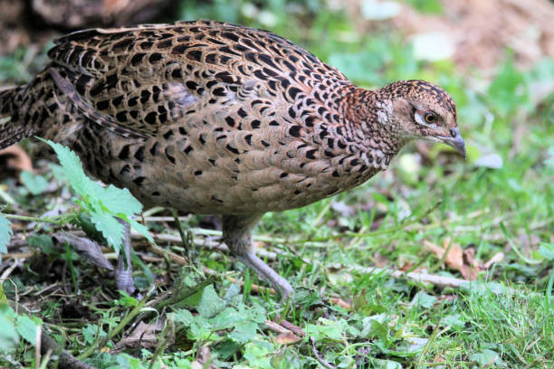 istock A close up of a Female Pheasant 1346772800