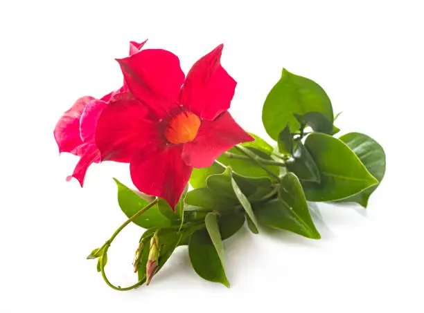 red Mandevilla in front of white background