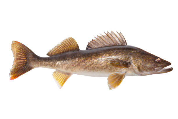 istock Big twenty six and a half inch walleye isolated on a white background 1346774012