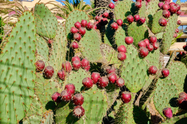 istock prickly pear cactus, approach with red fruits, prickly cactus. nopal cactus 1346774074