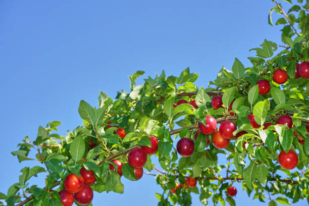 istock Fresh and organic plum fruits 1346774106