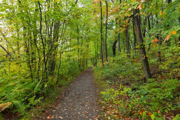 hiking trail. - indiana autumn woods forest imagens e fotografias de stock