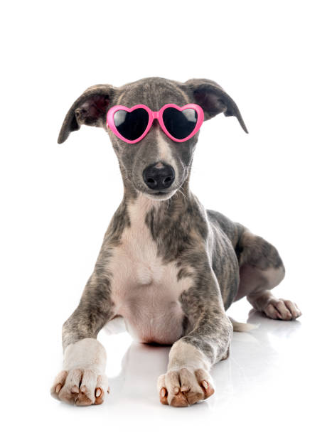 istock English Whippet 1346774360