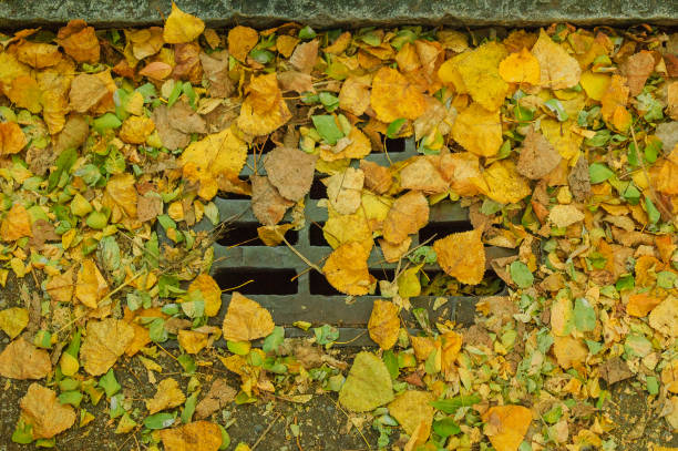 istock Clogged manhole cover with leaves in autumn 1346774379