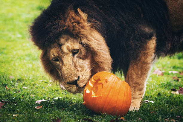 Lion with pumpkin - Halloween in zoo