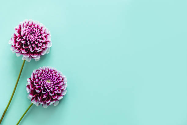 istock Amazing Dahlia flowers on a turquoise pastel background. 1346777849